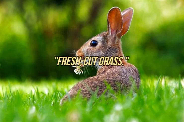 landscape animal - "FreshCut Grass.