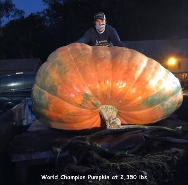 winter squash - Jo World Champion Pumpkin at 2,350 lbs