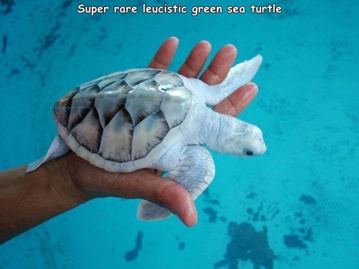 leucistic sea turtle - Super rare leucistic green sea turtle