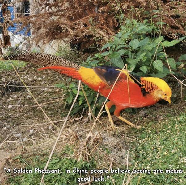 fauna - "A Golden Pheasant, in China people believe seeing one means good luck..