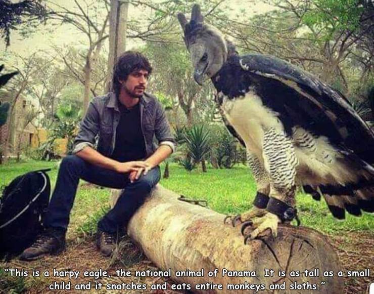 biggest harpy eagle - "This is a harpy eagle, the national animal of Panama. It is as tall as a small child and it snatches and eats entire monkeys and sloths."