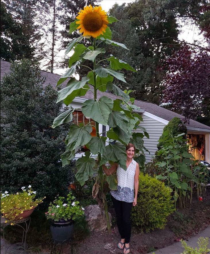 giant sunflowers