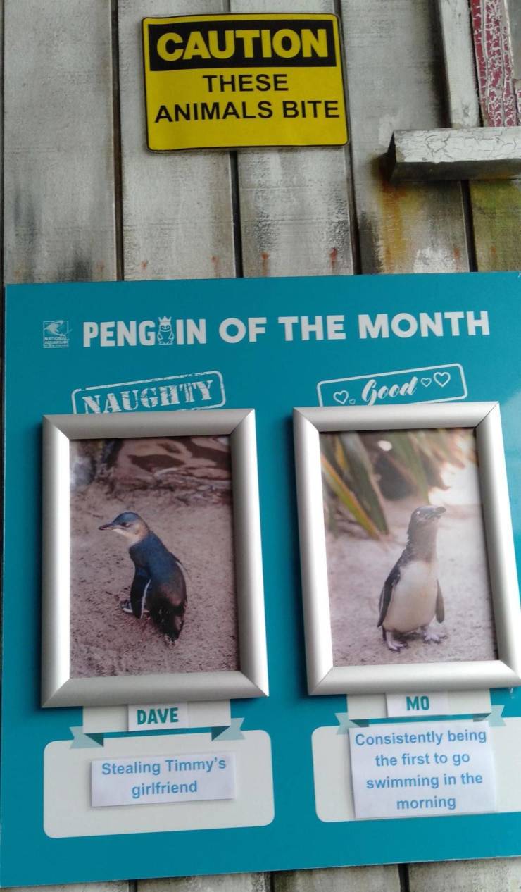 new zealand aquarium penguins - Caution These Animals Bite Pengin Of The Month Naughty Good Mo Dave Stealing Timmy's girlfriend Consistently being the first to go swimming in the morning