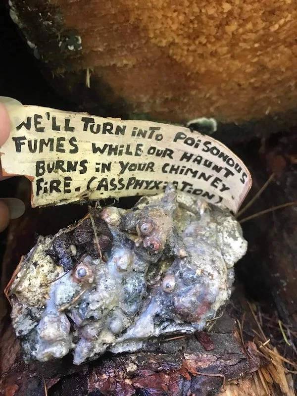 "Scary looking thing, but what is it? A friend found this, including the note, in a forest in Germany. Seems to be dangerous when burned, but nobody could tell us what it is and what the note is all about…"A: "It’s most likely a old dry pine sap, it burns really well, a lot of people use it as fire starter, but it’s toxic in closed areas hence the warning."