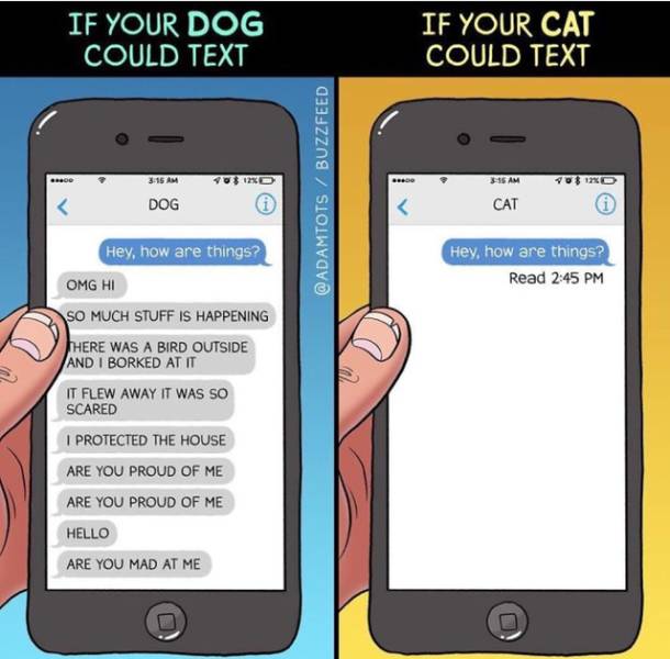 if your dog could text vs cat - If Your Dog Could Text If Your Cat Could Text Sund Buzzfeed Dog Cat Hey, how are things? Read Hey, how are things? Omg Hi So Much Stuff Is Happening There Was A Bird Outside And I Borked At It It Flew Away It Was So Scared 