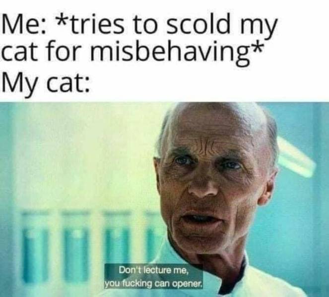 ridiculous memes - Me tries to scold my cat for misbehaving My cat Don't lecture me, you fucking can opener.