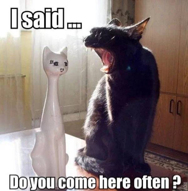funny cat joke memes - I said... Co Do you come here often ?