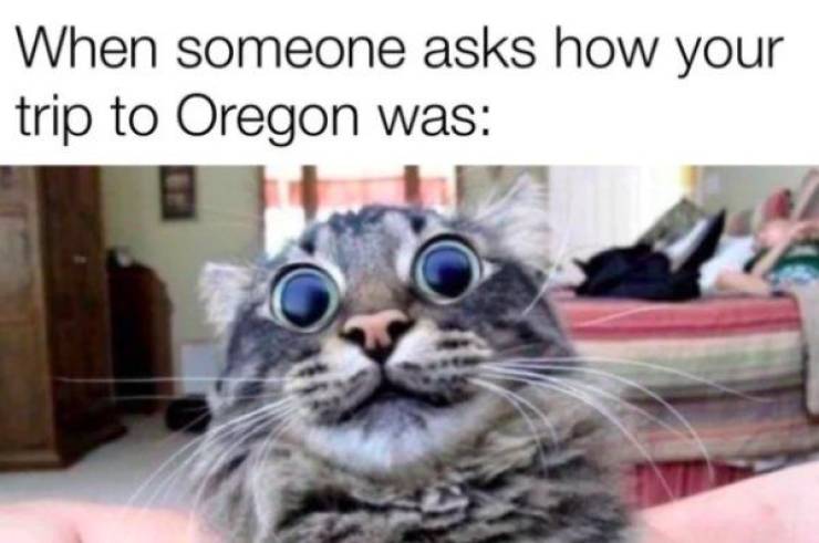 cat lsd - When someone asks how your trip to Oregon was