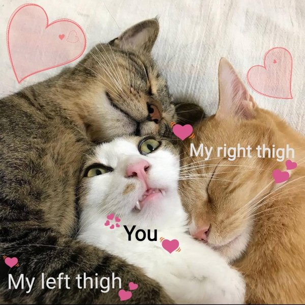 trio cat - My right thigh You My left thigh