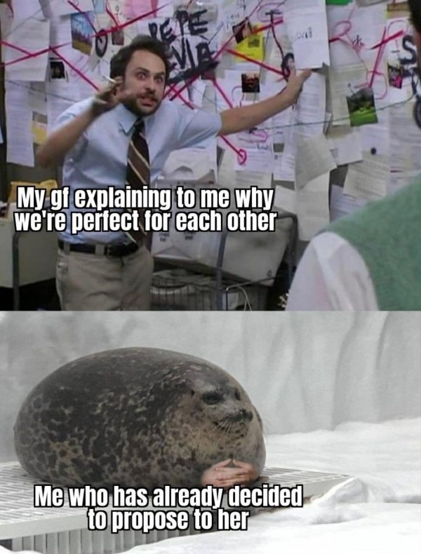 pepe silvia explaining to a seal - My gt explaining to me why we're perfect for each other Me who has already decided to propose to her