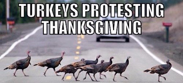 anti turkey meme - Turkeys Protesting Thanksgiving