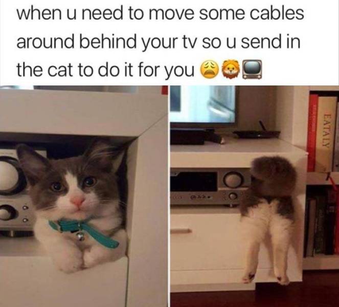 photo caption - when u need to move some cables around behind your tv so u send in the cat to do it for you Eataly