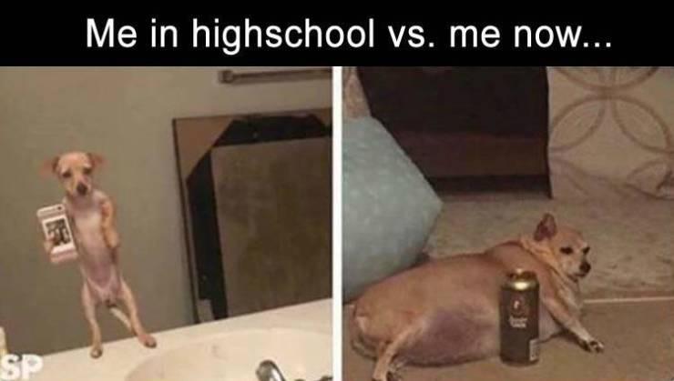 feeling cute might delete later dog - Me in highschool vs. me now... Sp