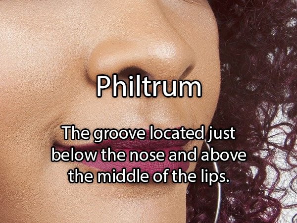 lip - Philtrum The groove located just below the nose and above the middle of the lips.