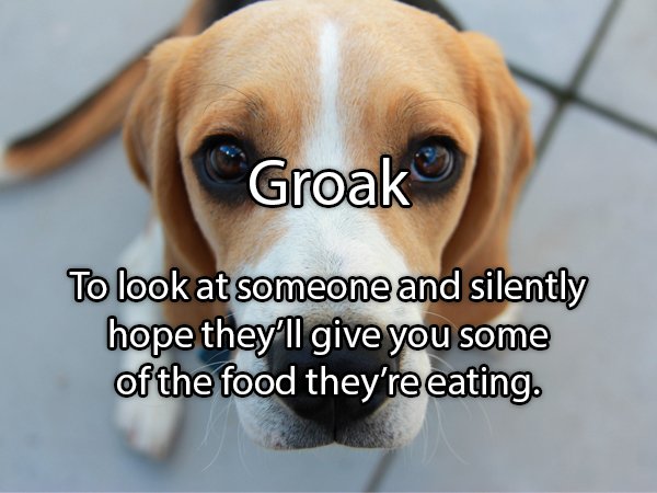 photo caption - Groak To look at someone and silently hope they'll give you some of the food they're eating.