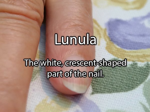 cut lock - Lunula The white, crescentshaped part of the nail.