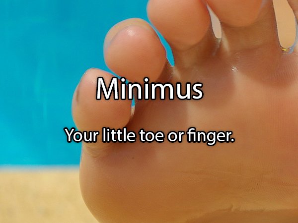close up - Minimus Your little toe or finger.