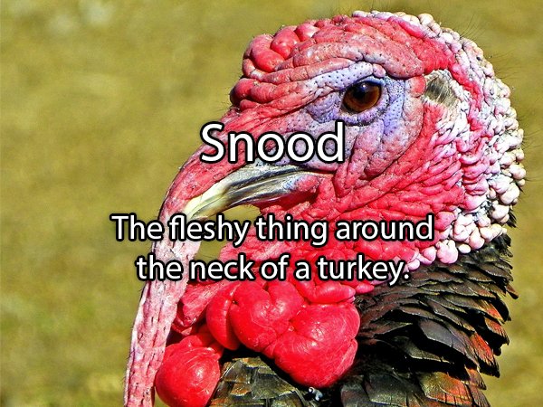 turkey animal - Snood The fleshy thing around the neck of a turkey.
