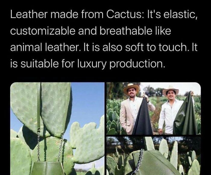 photos of cool stuff  - video - Leather made from Cactus It's elastic, customizable and breathable animal leather. It is also soft to touch. It is suitable for luxury production. Negl 29