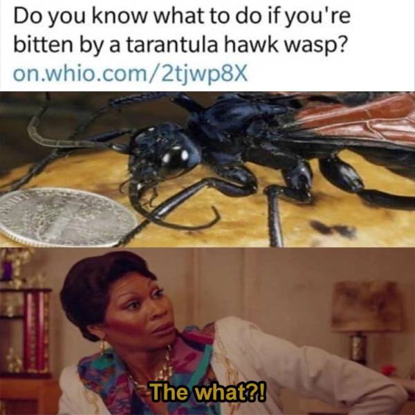photo caption - Do you know what to do if you're bitten by a tarantula hawk wasp? on.whio.com2tjwp8X The what?!