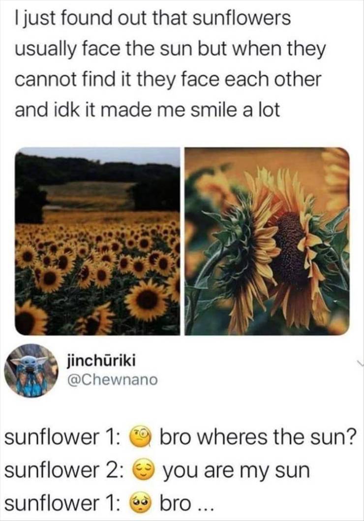 sunflowers you are my sun bro - I just found out that sunflowers usually face the sun but when they cannot find it they face each other and idk it made me smile a lot jinchriki sunflower 1 bro wheres the sun? ? sunflower 2 you are my sun sunflower 1 6 bro