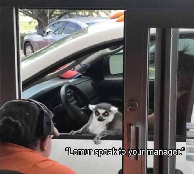 vehicle door - "Lemur speak to your manager.
