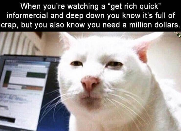serious cat - When you're watching a get rich quick informercial and deep down you know it's full of crap, but you also know you need a million dollars.