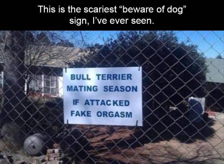 net - This is the scariest beware of dog" sign, I've ever seen. Bull Terrier Mating Season If Attacked Fake Orgasm