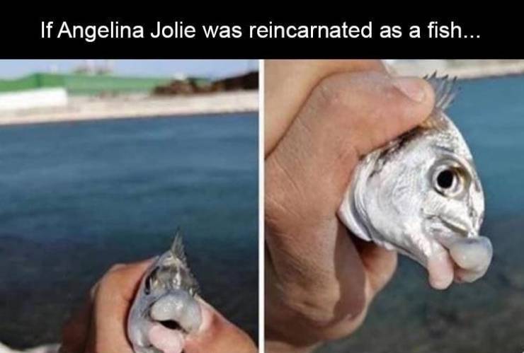 If Angelina Jolie was reincarnated as a fish...