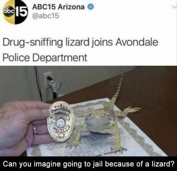 imagine going to jail because of a lizard - abc abc 15 ABC15 Arizona Drugsniffing lizard joins Avondale Police Department Can you imagine going to jail because of a lizard?
