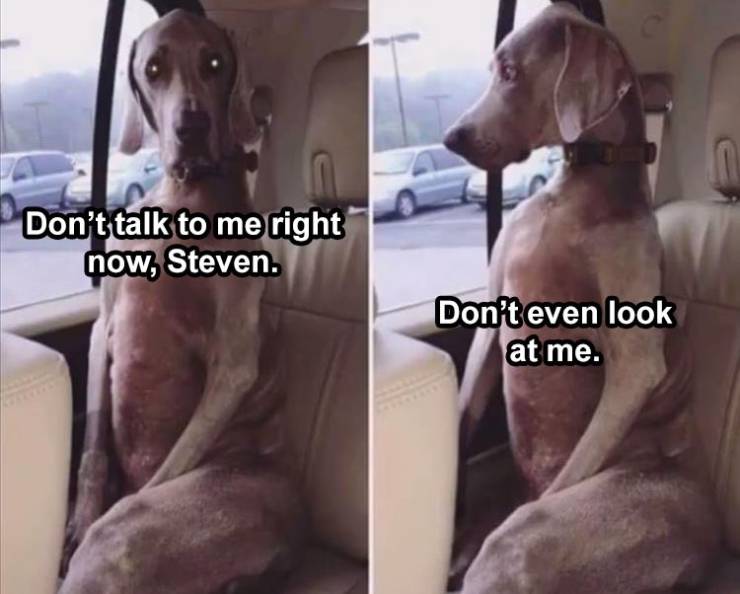 funny dogs that make you laugh out loud - Don't talk to me right now, Steven. Don't even look at me.
