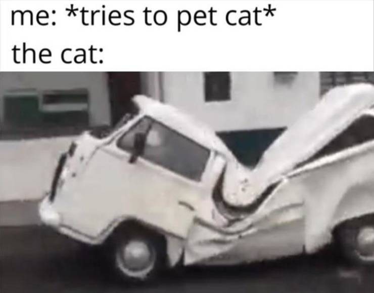 city car - me tries to pet cat the cat