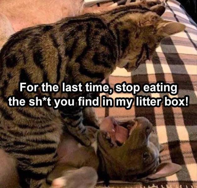 cats being cats - For the last time, stop eating the sht you find in my litter box!