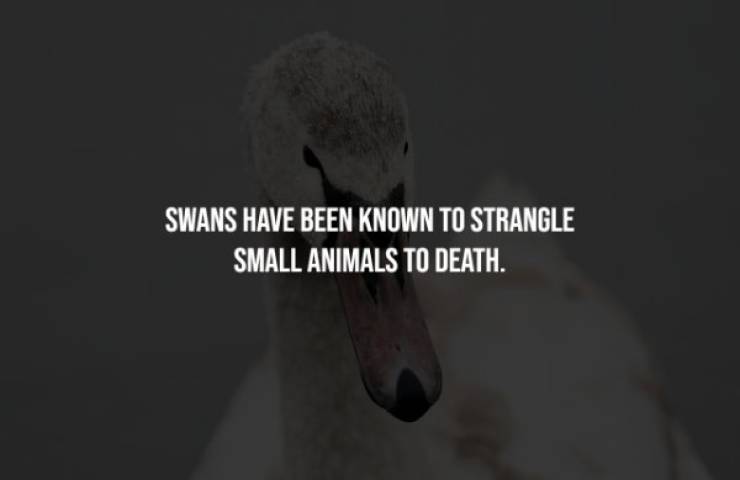 water bird - Swans Have Been Known To Strangle Small Animals To Death.