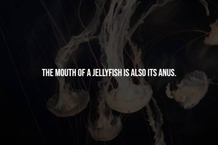 darkness - The Mouth Of A Jellyfish Is Also Its Anus.