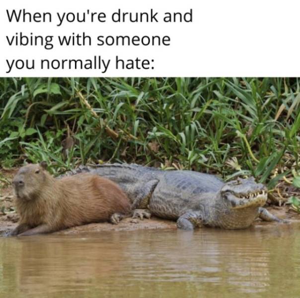 capybara with other animals - When you're drunk and vibing with someone you normally hate