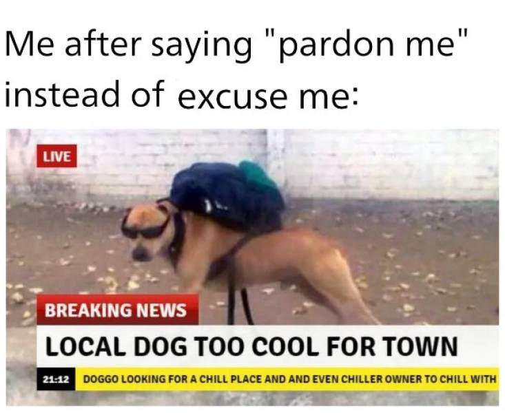 local dog too cool for town - Me after saying "pardon me" instead of excuse me Live Breaking News Local Dog Too Cool For Town Doggo Looking For A Chill Place And And Even Chiller Owner To Chill With