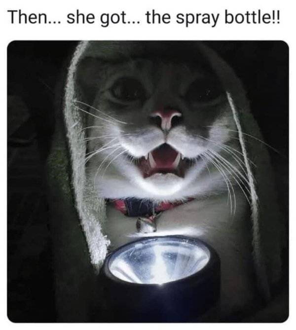then she got the spray bottle - Then... she got... the spray bottle!!