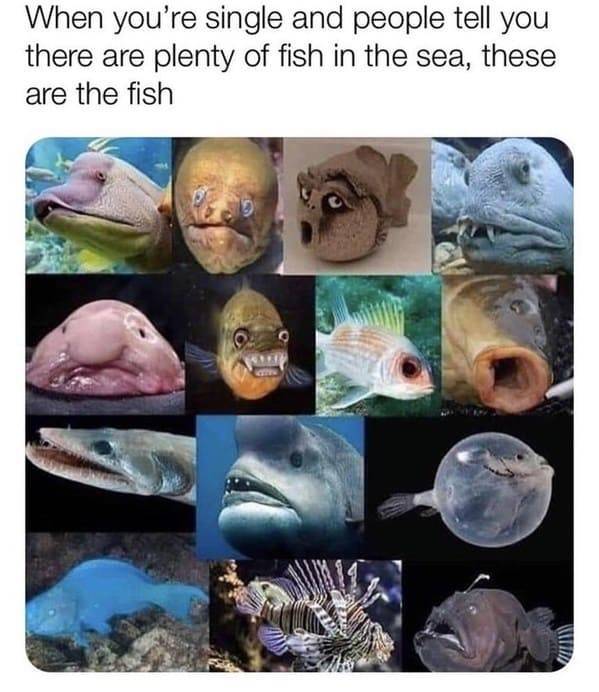 there are plenty of fish in the sea - When you're single and people tell you there are plenty of fish in the sea, these are the fish