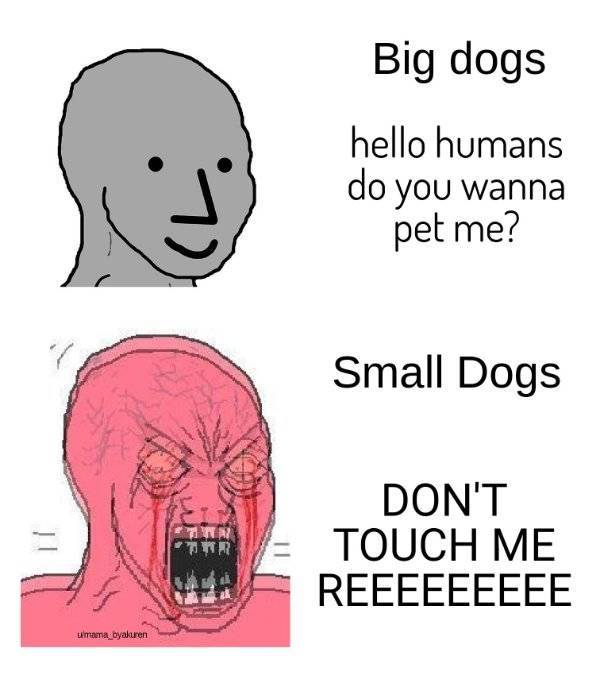 Dog - Big dogs hello humans do you wanna pet me? Small Dogs Don'T Touch Me Reeeeeeeee trana byakuren