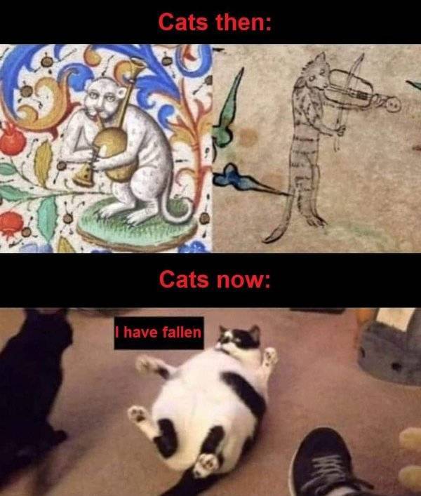 Cats then Cats now I have fallen