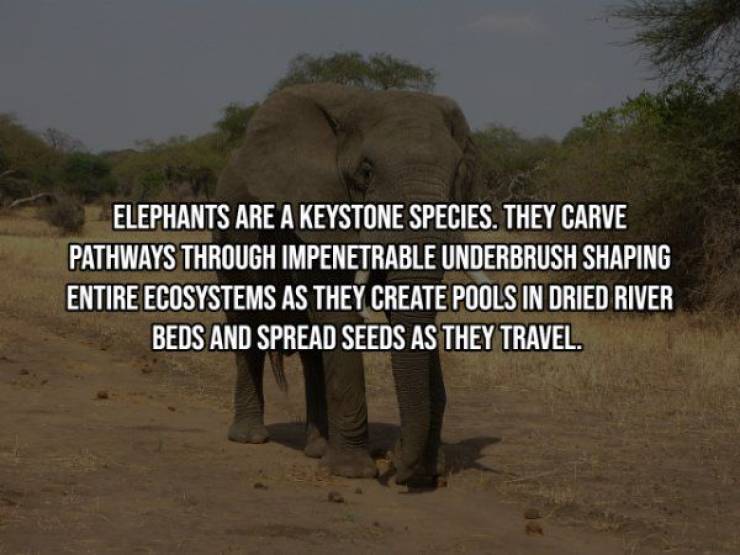 elephants and mammoths - Elephants Are A Keystone Species. They Carve Pathways Through Impenetrable Underbrush Shaping Entire Ecosystems As They Create Pools In Dried River Beds And Spread Seeds As They Travel.