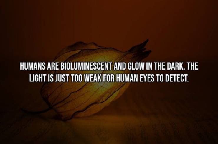 no more campaign - Humans Are Bioluminescent And Glow In The Dark. The Light Is Just Too Weak For Human Eyes To Detect.
