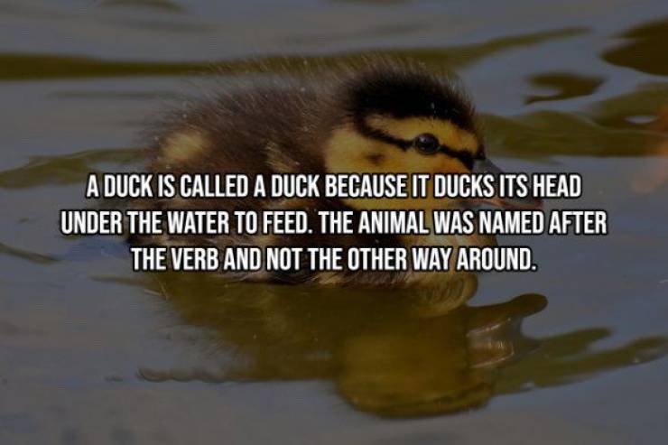 fauna - A Duck Is Called A Duck Because It Ducks Its Head Under The Water To Feed. The Animal Was Named After The Verb And Not The Other Way Around.