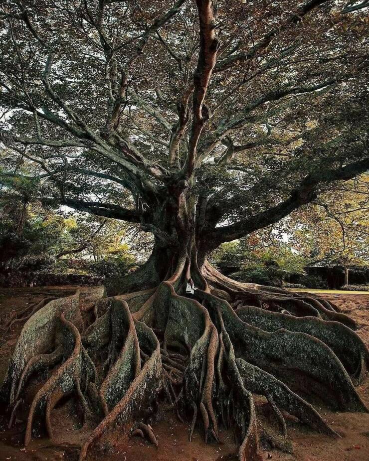fun randoms - funny photos - ancient tree roots