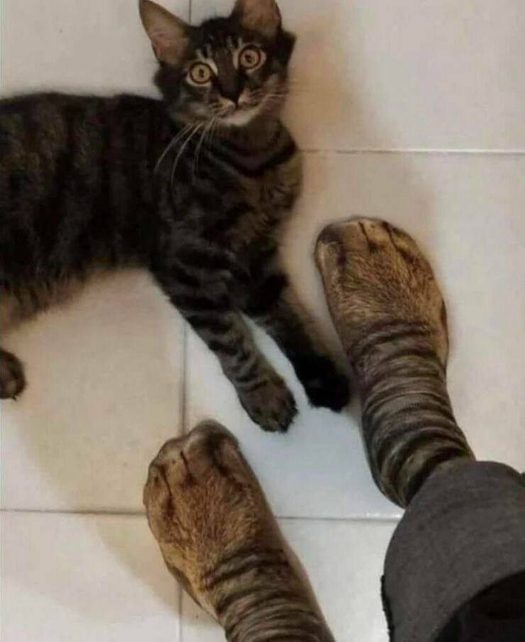 fun randoms - funny photos - cat wearing socks