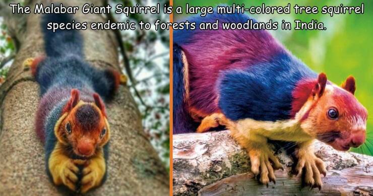 fun randoms - rainbow squirrel - The Giant Squirrel is a large multicolored tree squirrel species endemic to forests and woodlands in India.
