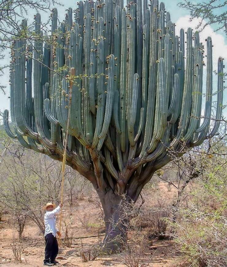 fun randoms - cactus in oaxaca
