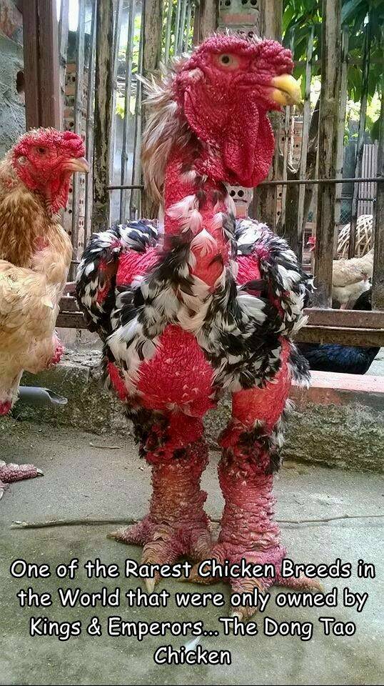 Random Pictures - dong tao chicken - One of the Rarest Chicken Breeds in the World that were only owned by Kings & Emperors... The Dong Tao Chicken