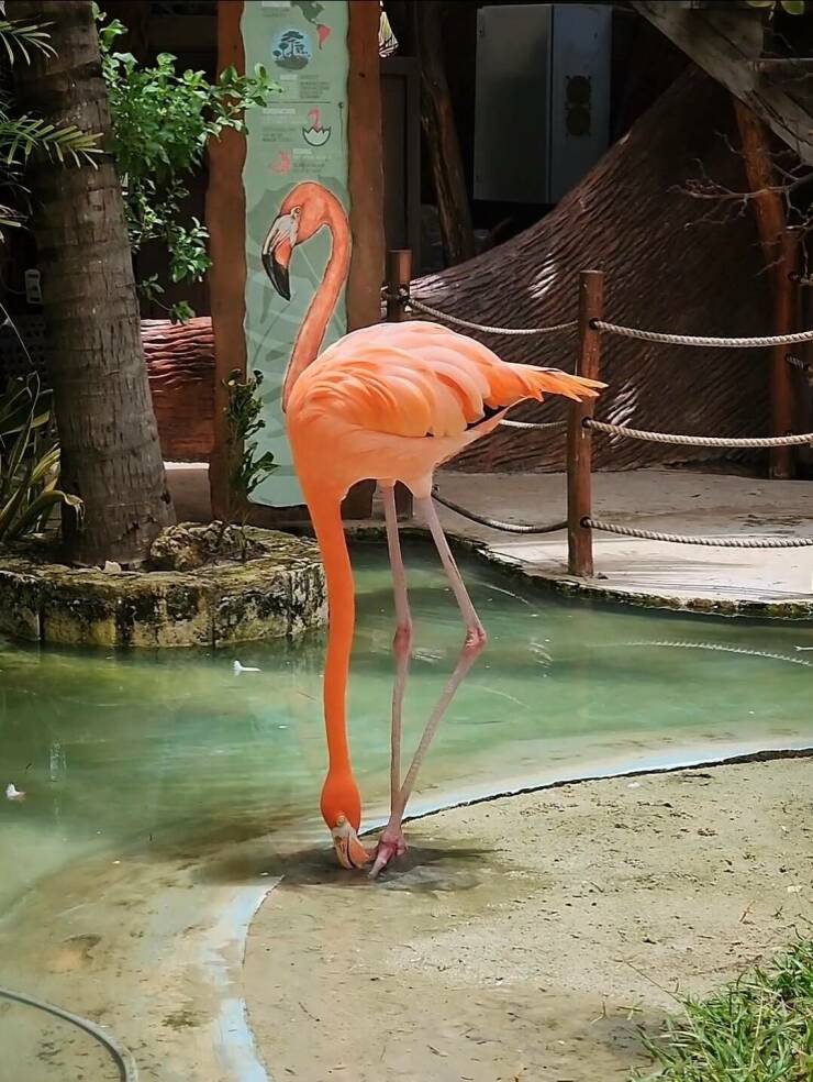 Random Pictures - flamingo